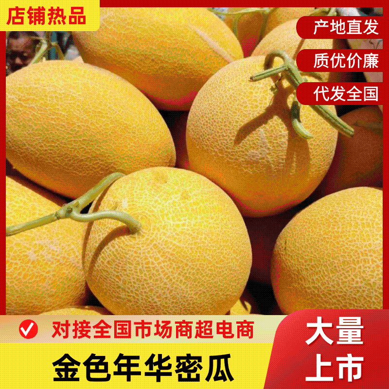 【实力】新疆金色年华蜜瓜/精品哈密瓜品种齐全量大优惠
