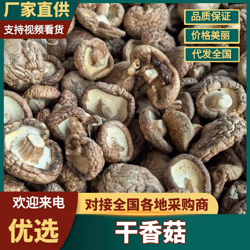 二级干香菇滑子菇大量有货基地直供可视频看货