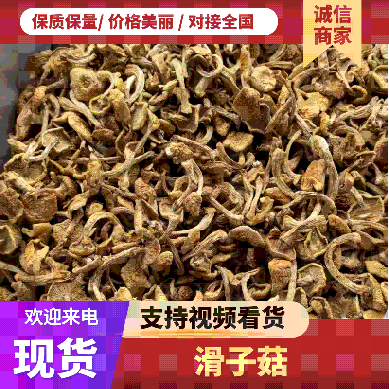 滑子菇货源充足，产地直发，诚信经营，欢迎客商来电