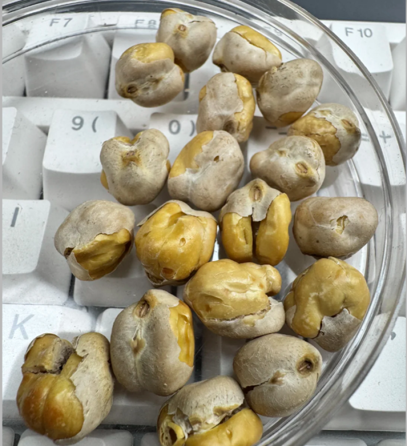 泥河湾|熟制烤鹰嘴豆零食精品大颗粒5mm-14mm