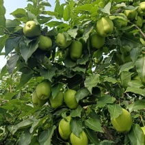 早酥梨河北基地直供质量保证一手货源规格齐全全国发货