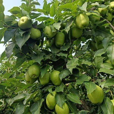 早酥梨河北基地直供质量保证一手货源规格齐全全国发货