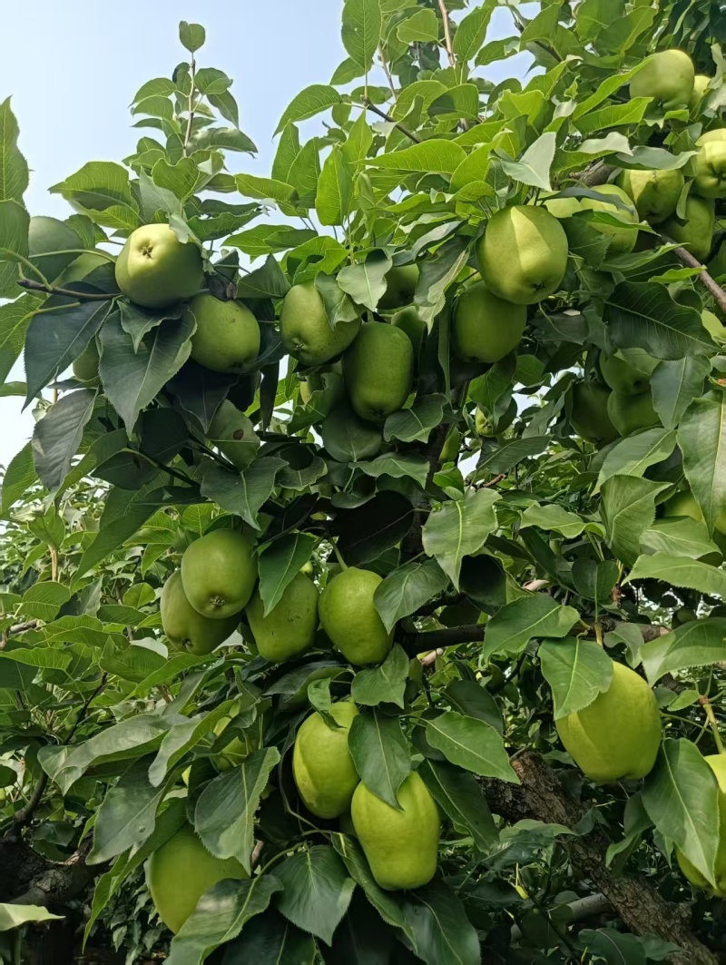 早酥梨河北基地直供质量保证一手货源规格齐全全国发货