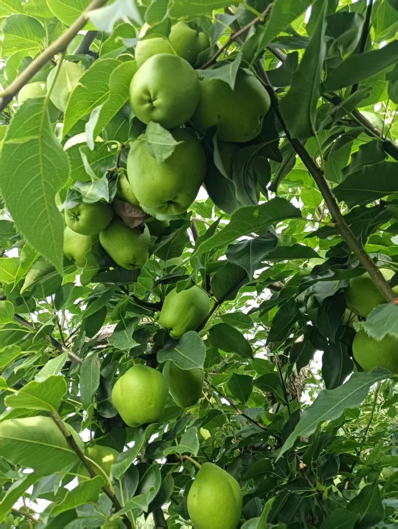 早酥梨河北基地直供质量保证一手货源规格齐全全国发货