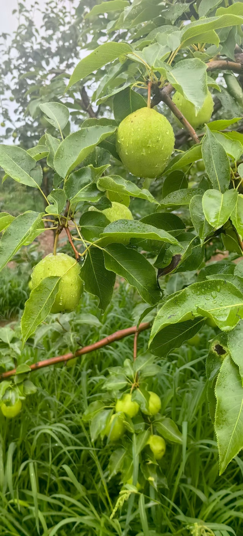 早酥梨河北基地直供质量保证一手货源规格齐全全国发货