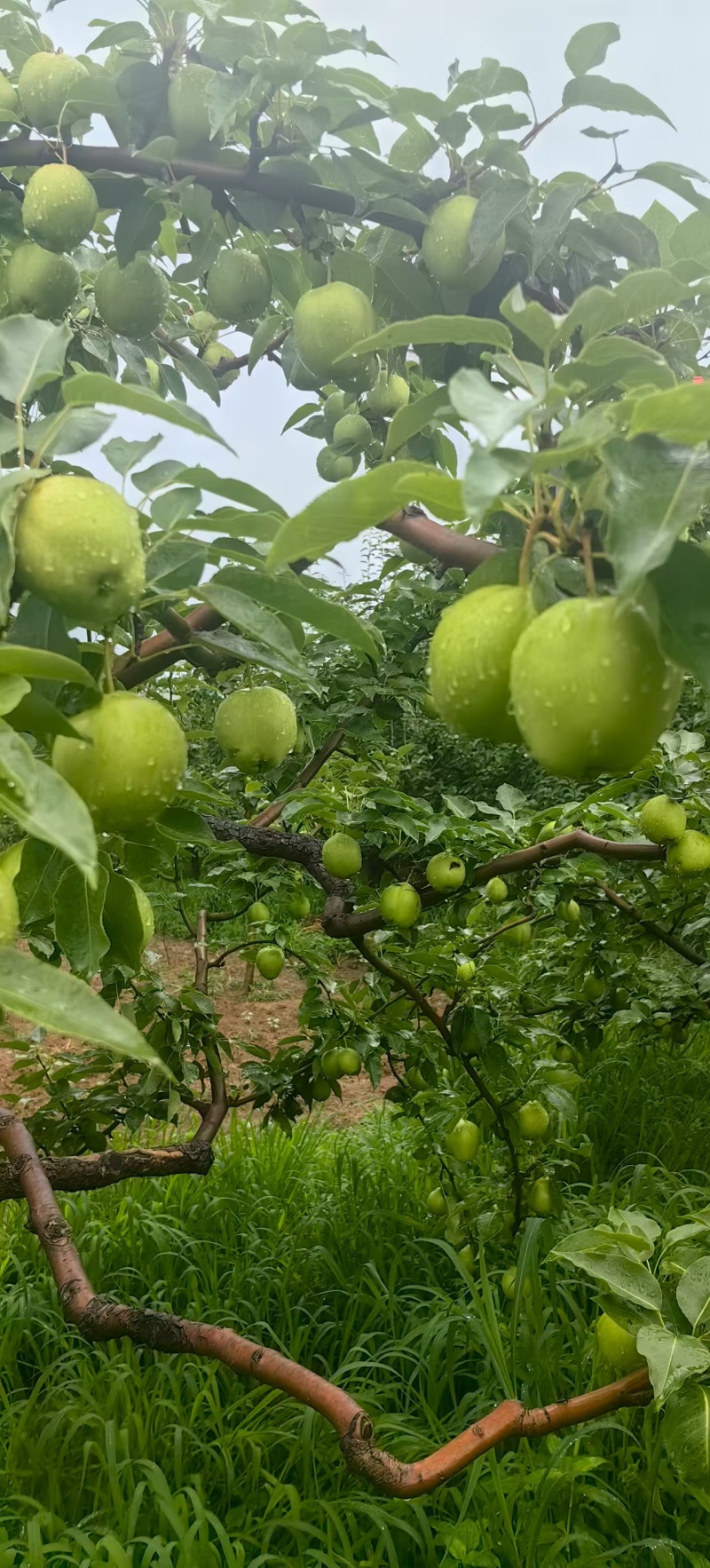 早酥梨河北基地直供质量保证一手货源规格齐全全国发货