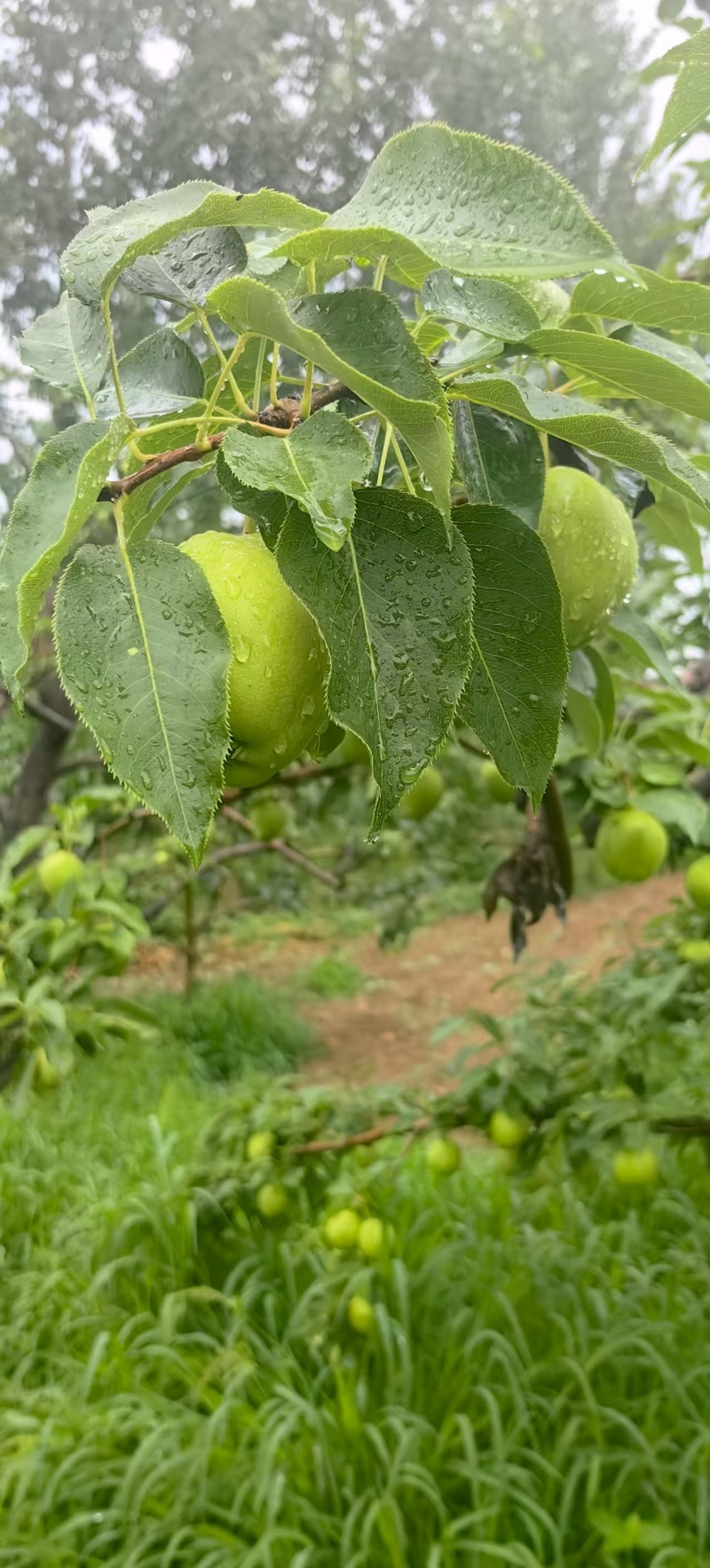 早酥梨河北基地直供质量保证一手货源规格齐全全国发货