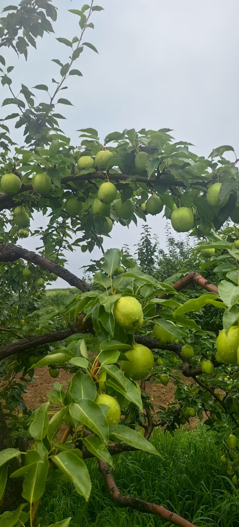 早酥梨河北基地直供质量保证一手货源规格齐全全国发货