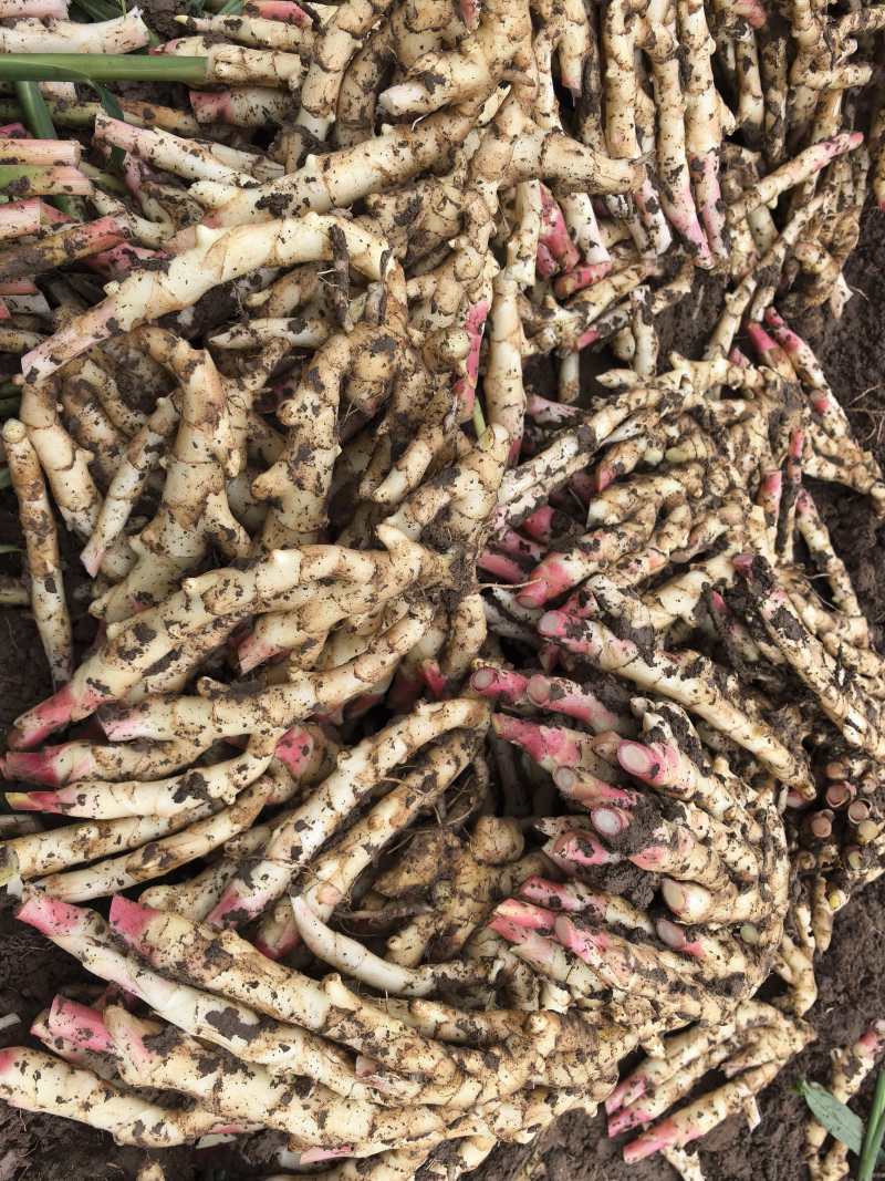 高山鲜嫩仔姜|自然清甜|风味独特