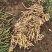 高山鲜嫩仔姜|自然清甜|风味独特