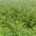 陈放3年南阳野生艾叶制艾绒，不过筛手工制作不掺假！