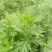 陈放3年南阳野生艾叶制艾绒，不过筛手工制作不掺假！