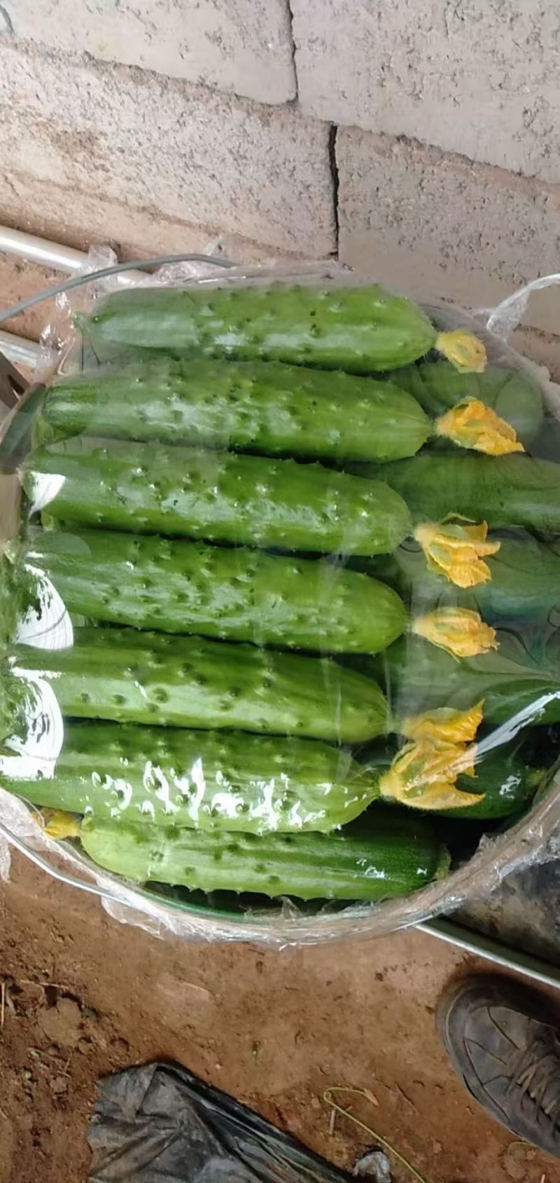 《辽宁绥中旱黄瓜》产地直供新鲜现摘可视频看货量大从优