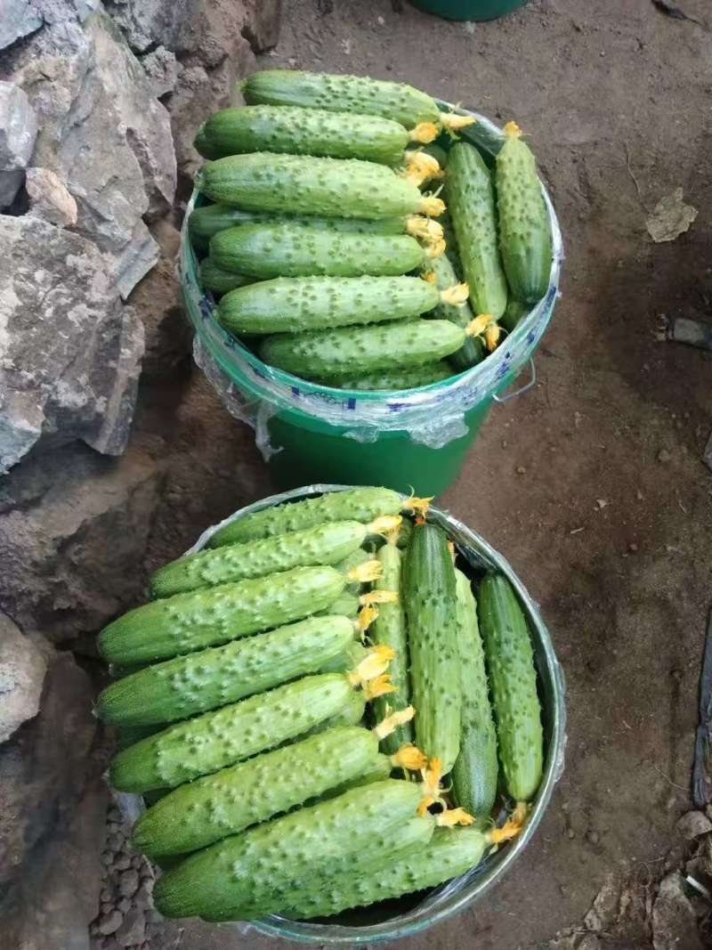 《辽宁绥中旱黄瓜》产地直供新鲜现摘可视频看货量大从优