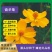 硫华菊种子黄色波斯菊花种子黄秋英格桑花种硫化菊庭院花籽