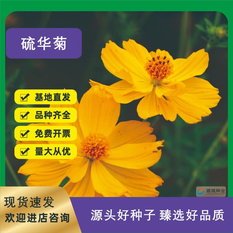 硫华菊种子黄色波斯菊花种子黄秋英格桑花种硫化菊庭院花籽