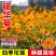 硫华菊种子黄色波斯菊花种子黄秋英格桑花种硫化菊庭院花籽