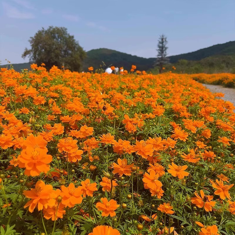 硫华菊种子黄色波斯菊花种子黄秋英格桑花种硫化菊庭院花籽