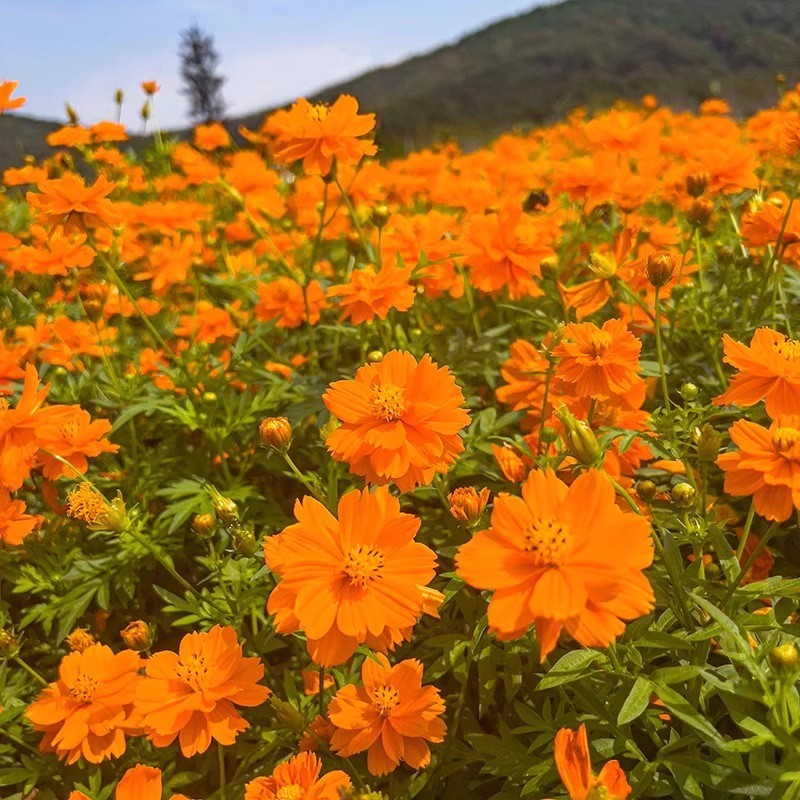 硫华菊种子黄色波斯菊花种子黄秋英格桑花种硫化菊庭院花籽