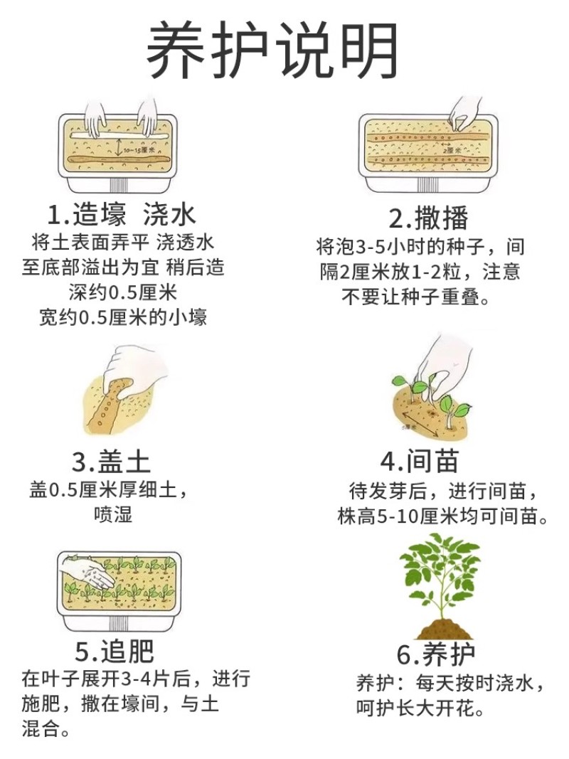 硫华菊种子黄色波斯菊花种子黄秋英格桑花种硫化菊庭院花籽