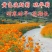 硫华菊种子黄色波斯菊花种子黄秋英格桑花种硫化菊庭院花籽