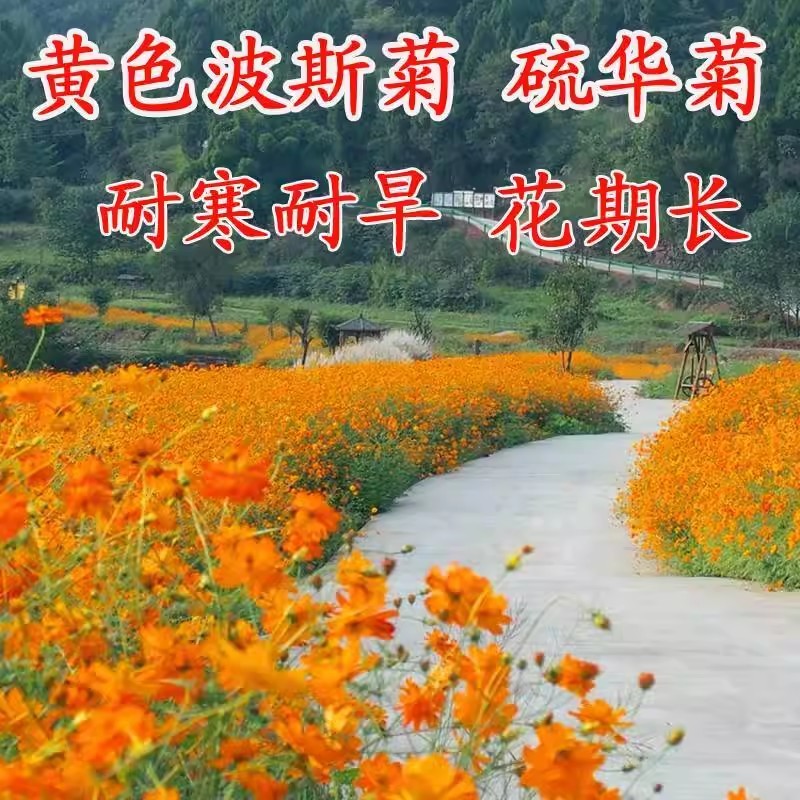 硫华菊种子黄色波斯菊花种子黄秋英格桑花种硫化菊庭院花籽