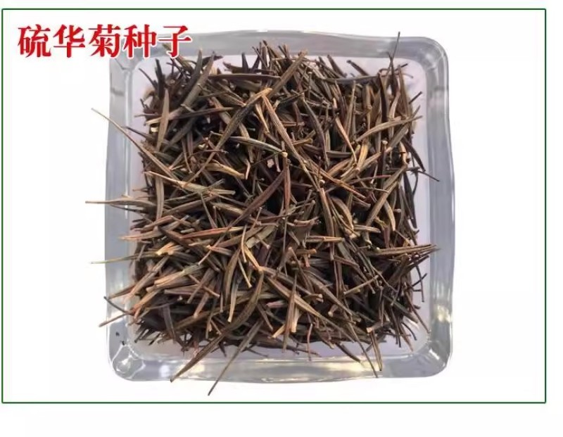硫华菊种子黄色波斯菊花种子黄秋英格桑花种硫化菊庭院花籽