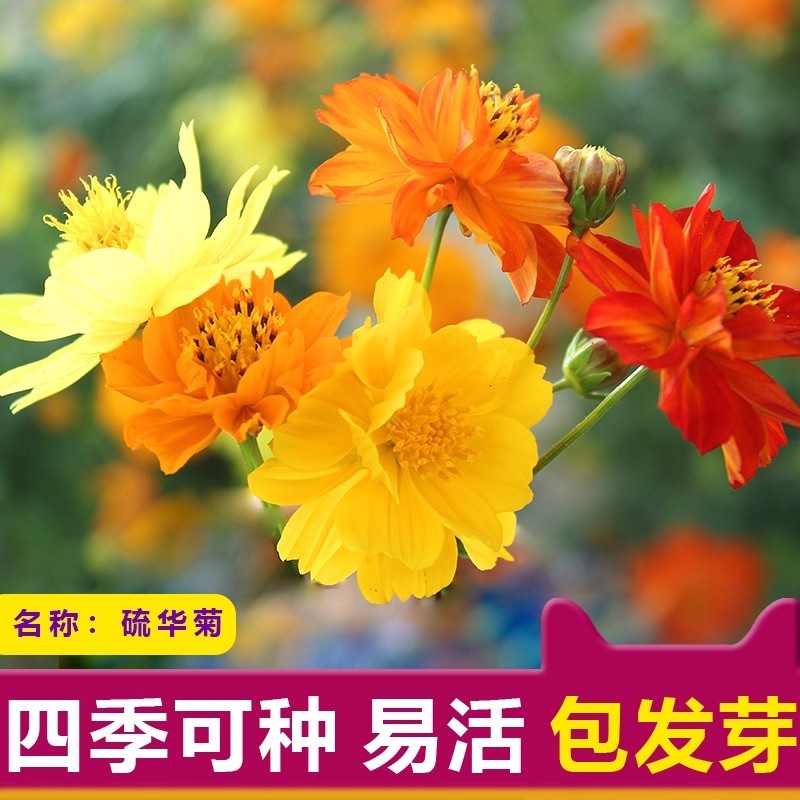 硫华菊种子黄色波斯菊花种子黄秋英格桑花种硫化菊庭院花籽