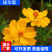 硫华菊种子黄色波斯菊花种子黄秋英格桑花种硫化菊庭院花籽
