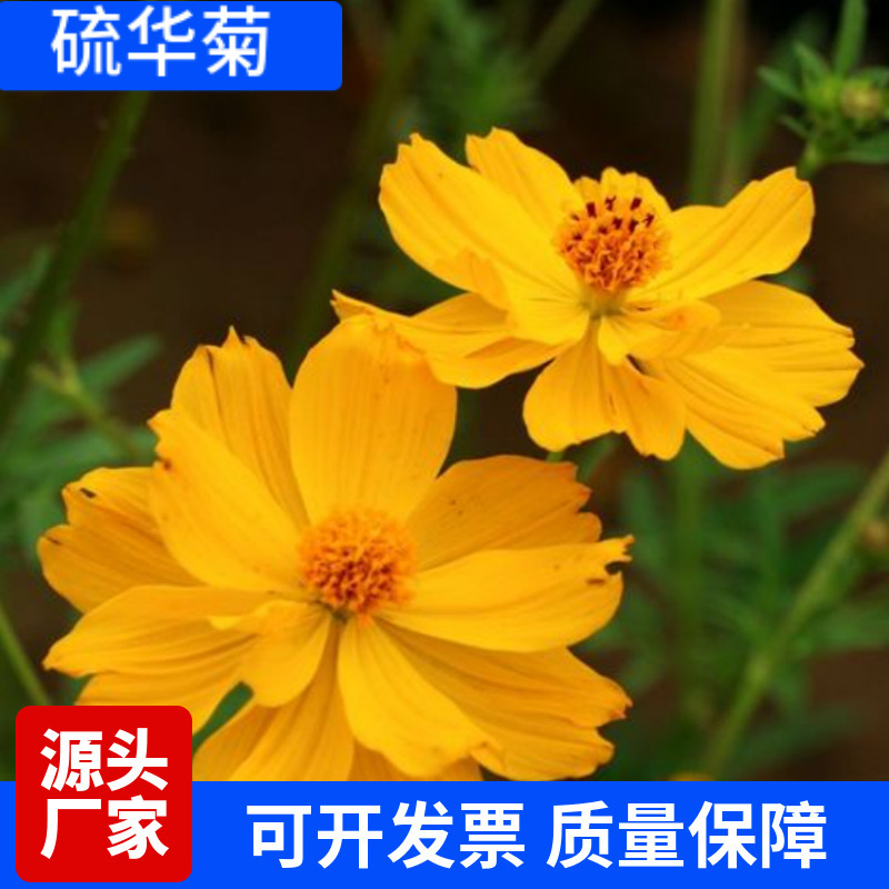 硫华菊种子黄色波斯菊花种子黄秋英格桑花种硫化菊庭院花籽