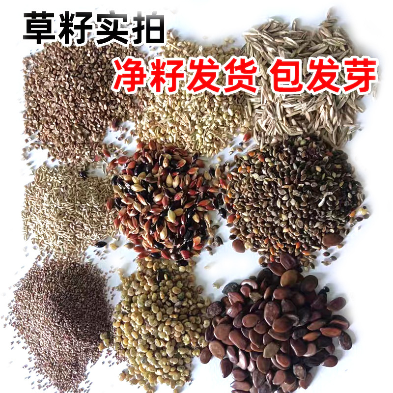 硫华菊种子黄色波斯菊花种子黄秋英格桑花种硫化菊庭院花籽