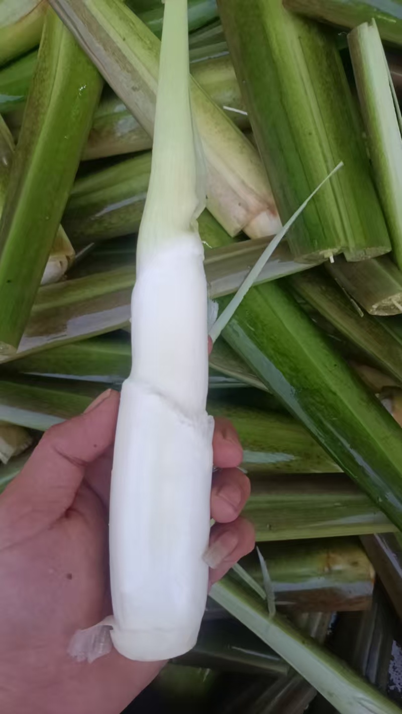 茭白双季茭白量大质优价格优惠支持视频看货欢迎咨询采购