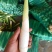 茭白双季茭白量大质优价格优惠支持视频看货欢迎咨询采购