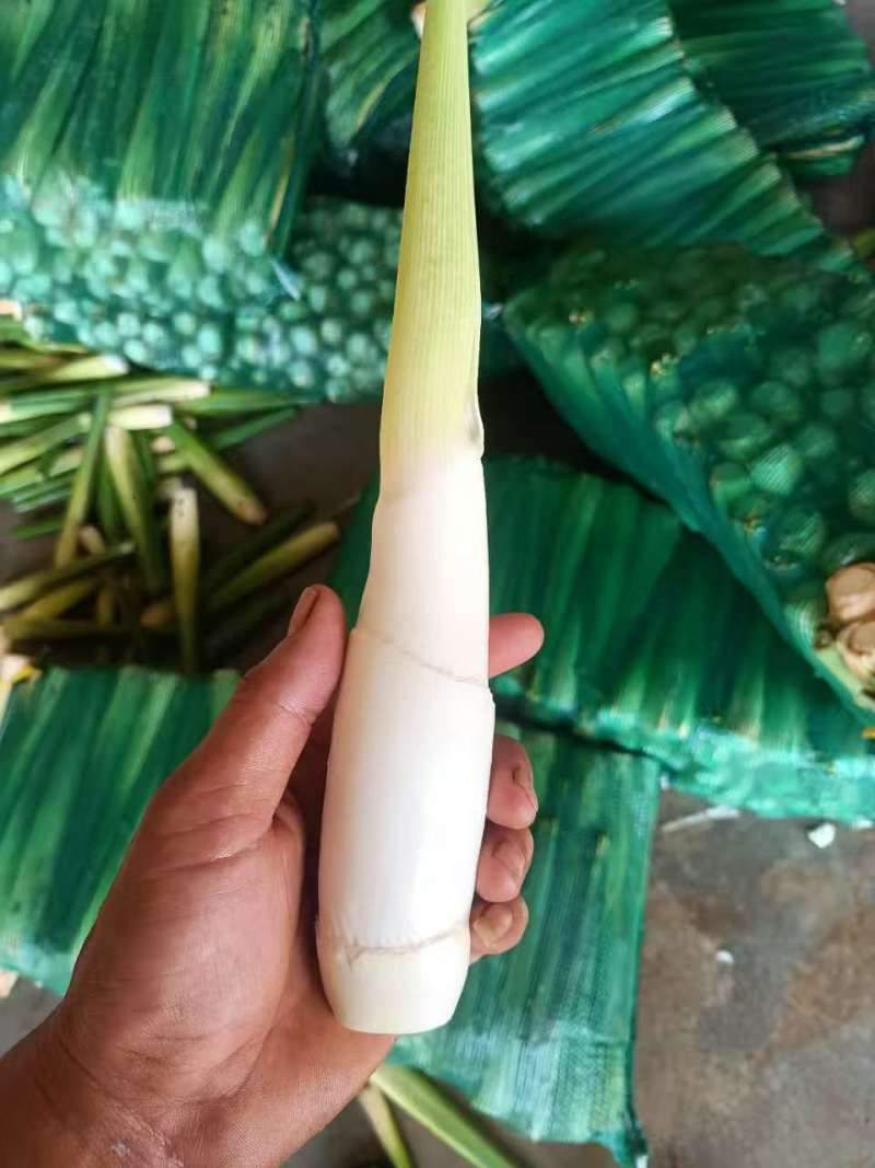 茭白双季茭白量大质优价格优惠支持视频看货欢迎咨询采购