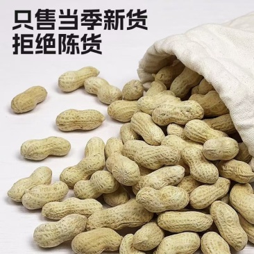 熟花生大量供应全国发货对接市场电商可视频看货