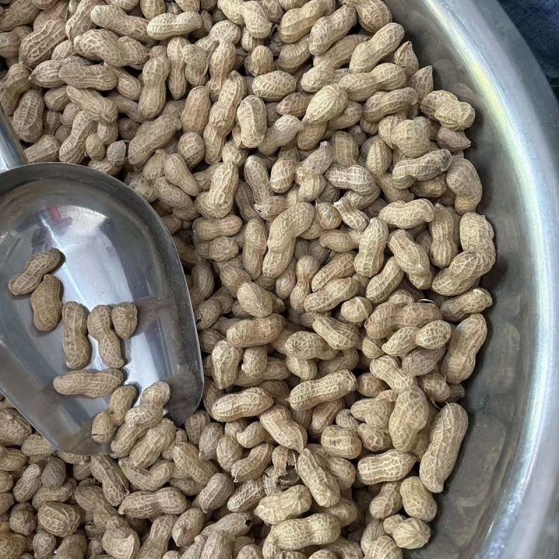 熟花生大量供应全国发货对接市场电商可视频看货