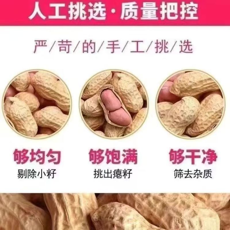 熟花生大量供应全国发货对接市场电商可视频看货