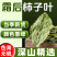 柿子叶柿子叶茶霜后柿子叶柿子叶粉