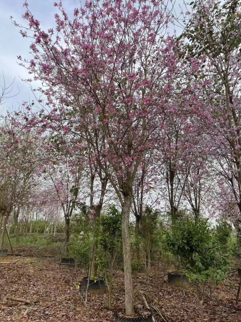 羊蹄甲本基地大量低价出售