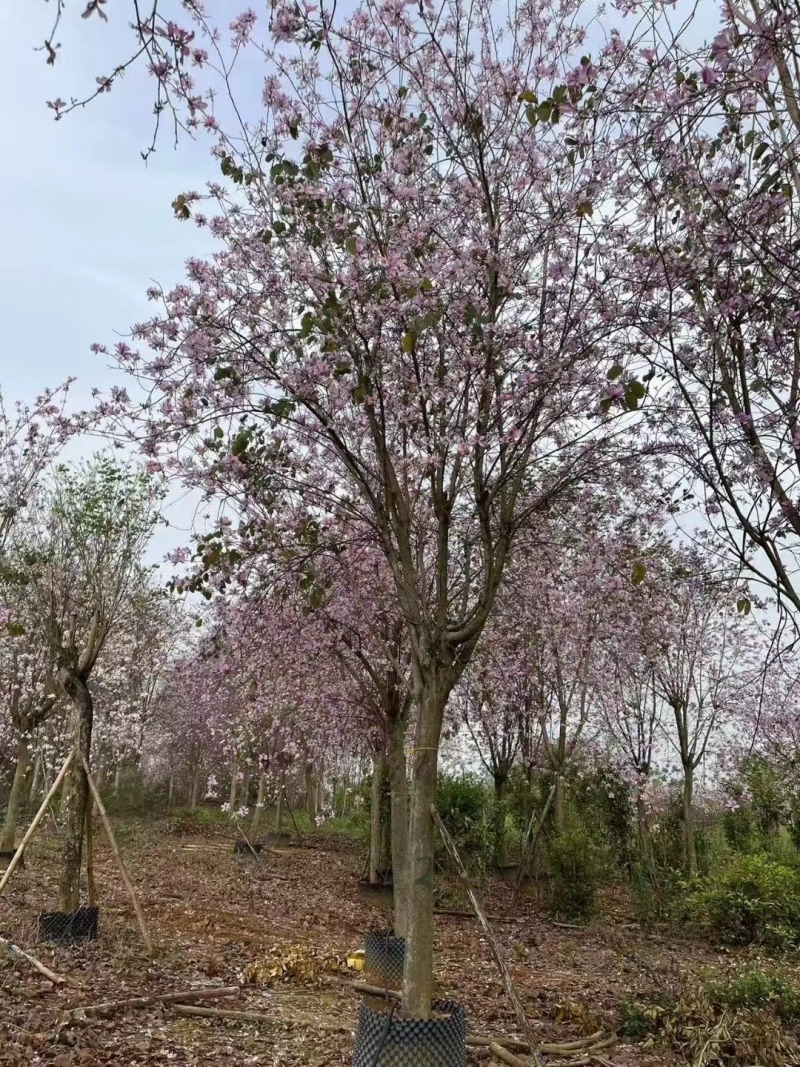 羊蹄甲本基地大量低价出售