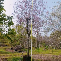 羊蹄甲本基地大量低价出售