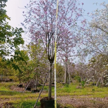 羊蹄甲本基地大量低价出售