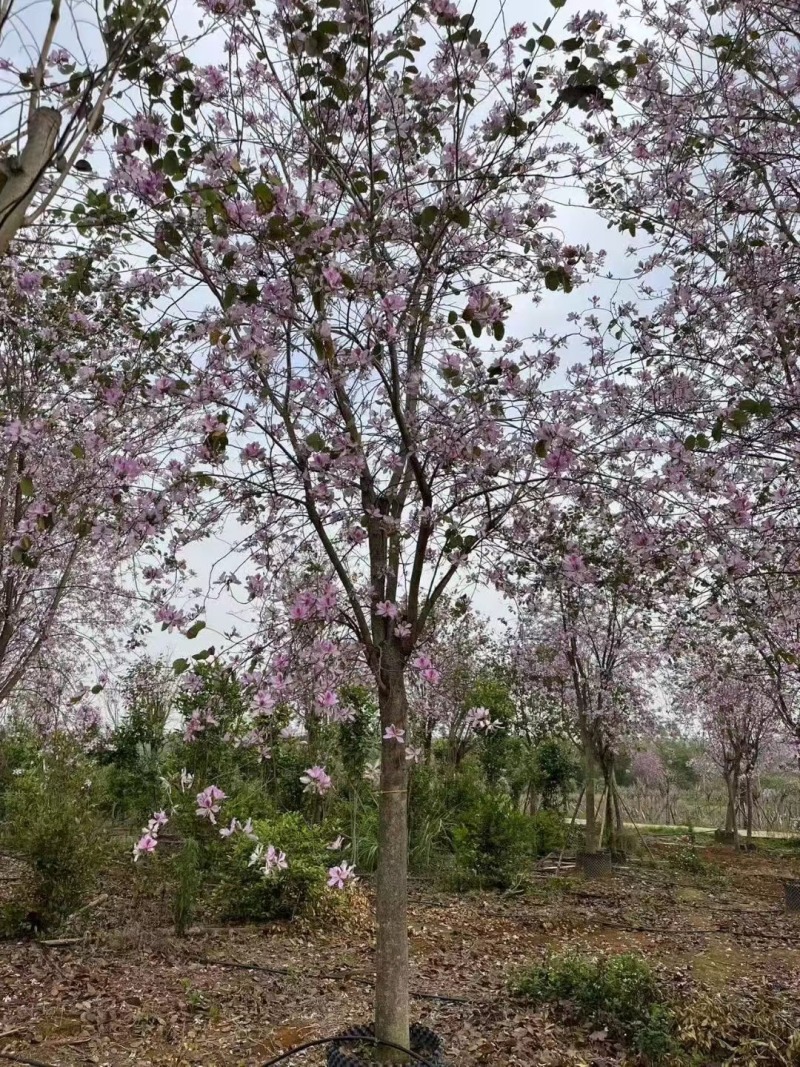 洋紫荆基地大量低价出售