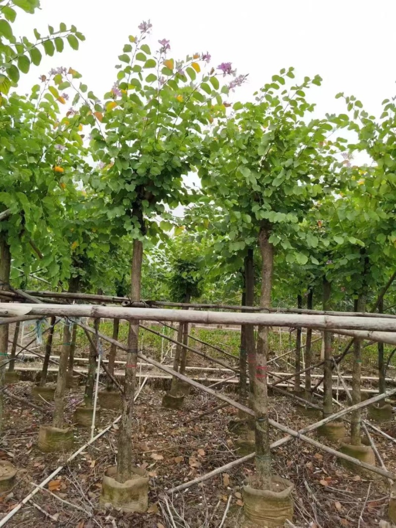 洋紫荆基地大量低价出售