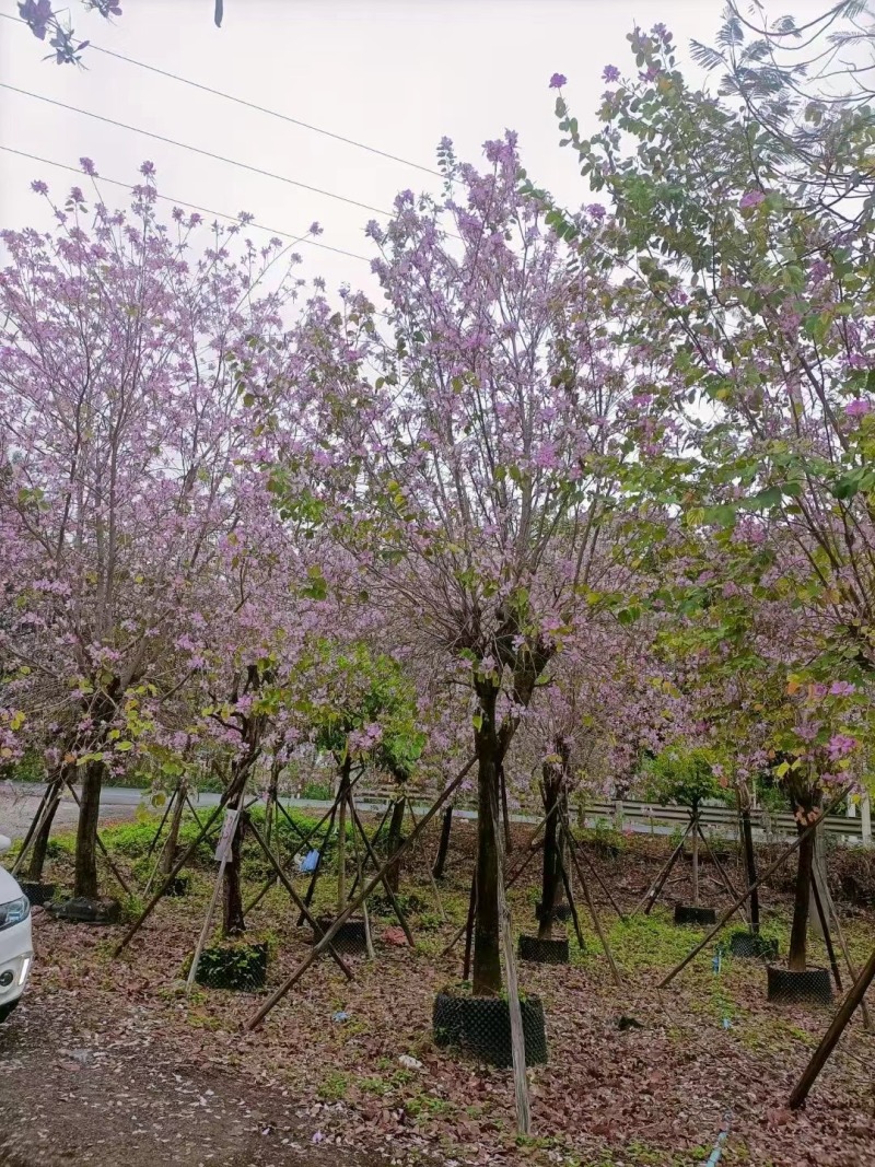 洋紫荆基地大量低价出售
