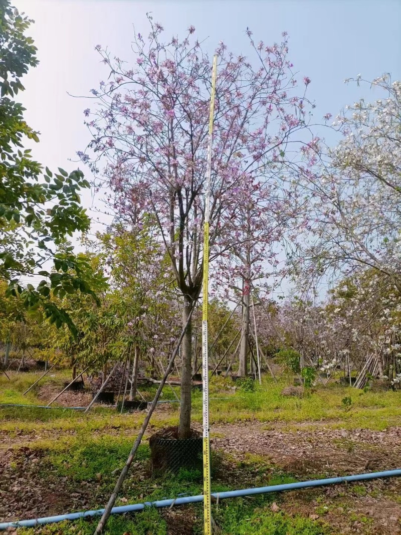 洋紫荆基地大量低价出售