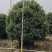 杨梅树基地大量低价出售