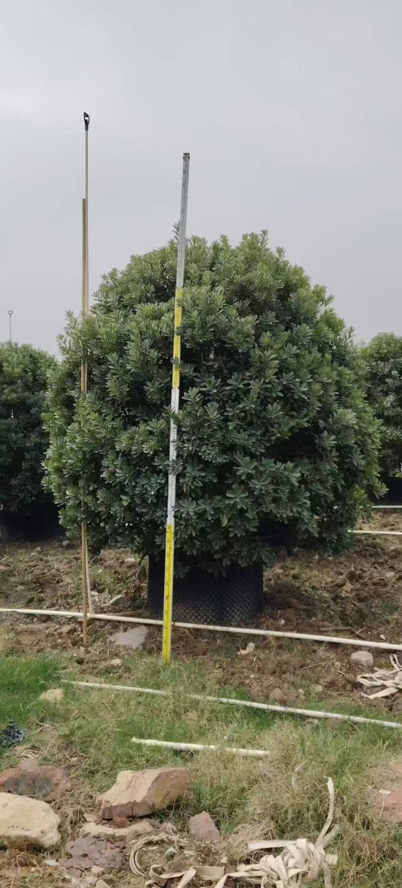 杨梅树基地大量低价出售