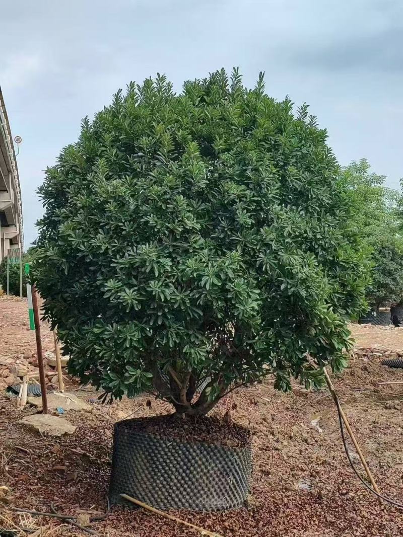 杨梅树基地大量低价出售