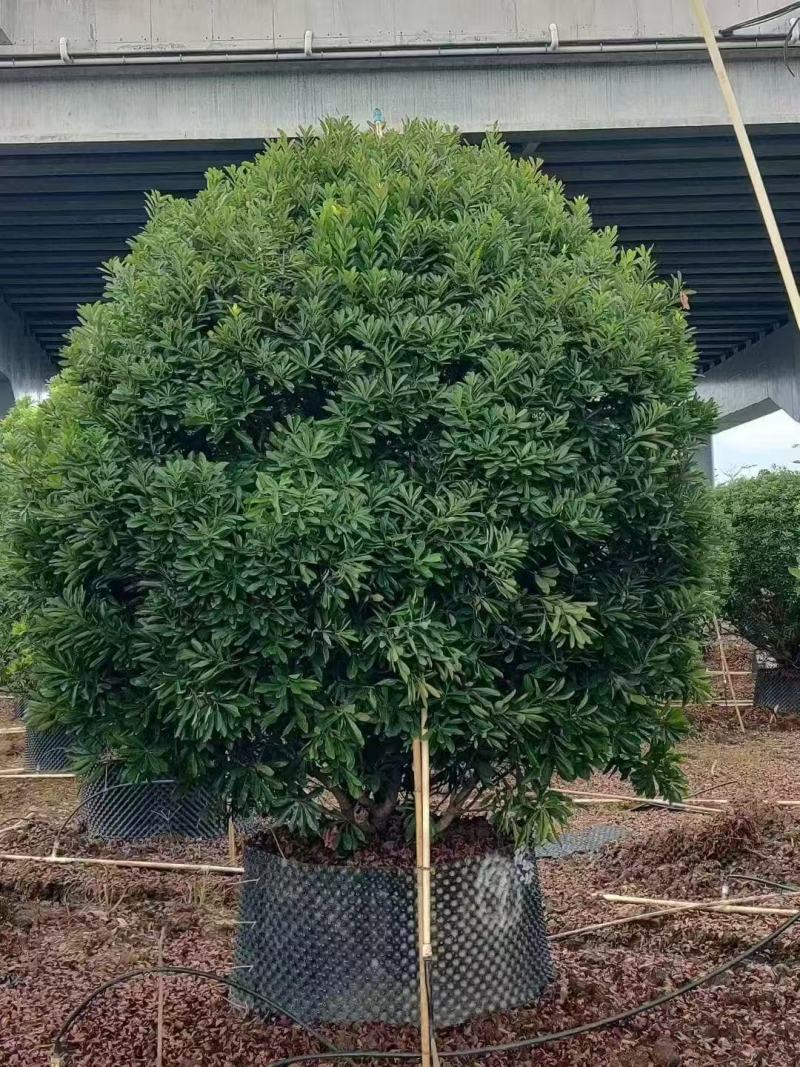 杨梅树基地大量低价出售